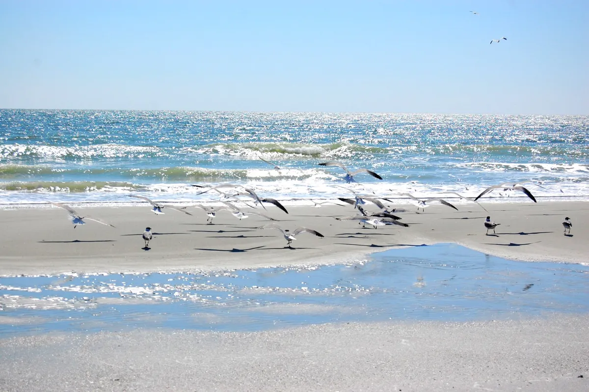 A peaceful stretch of beach dotted with a flock of seagulls, gentle waves lapping at the reflective wet sand. The light suggests either sunrise or sunset, creating a serene coastal atmosphere ideal for winter walks.